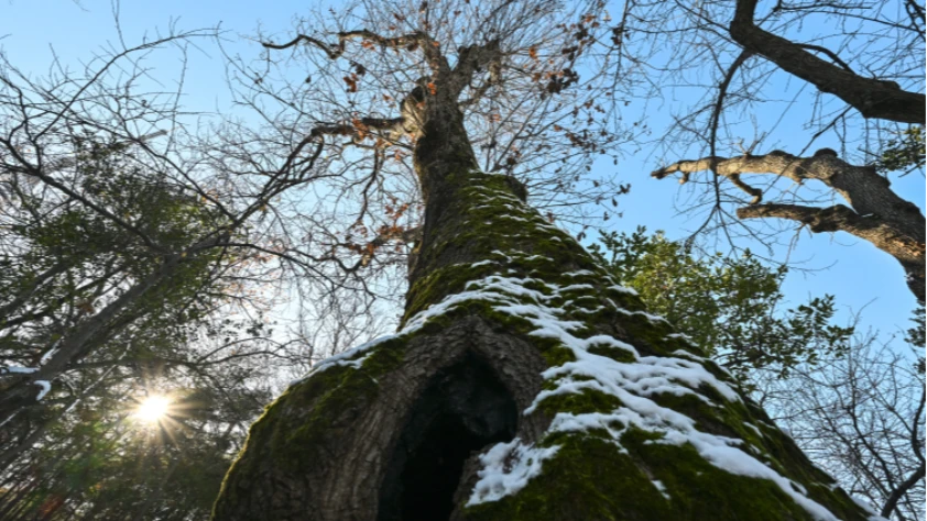 İstanbul'un asırlık devleri koruma altına alındı