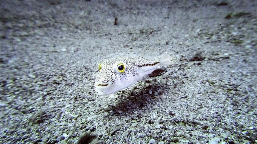 İstilacı yabancı türler için yönetmelik yayımlandı