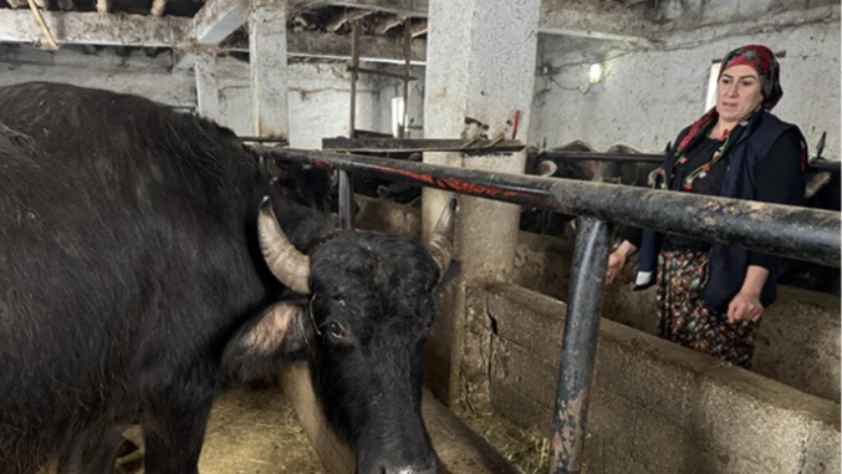 Kadın girişimci devlet desteğiyle manda sayısını 20’ye çıkardı