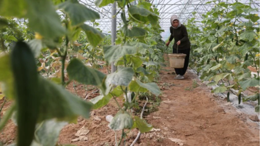 Kadın girişimci devletten aldığı destekle seracılıkta başarıya ulaştı: Üretim 1 dönümden 20 dönüme çıktı