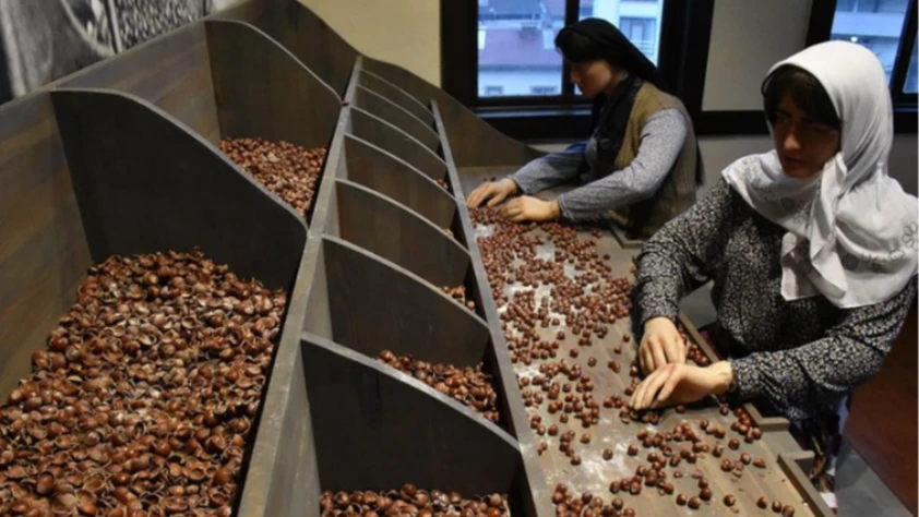 Kahraman Sağra Fındık Müzesi 14 bini aşkın kişi ziyaret etti!