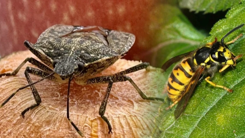 Kahverengi kokarcayla mücadele artıyor! 750 binin üzerinde samuray arısı üretildi
