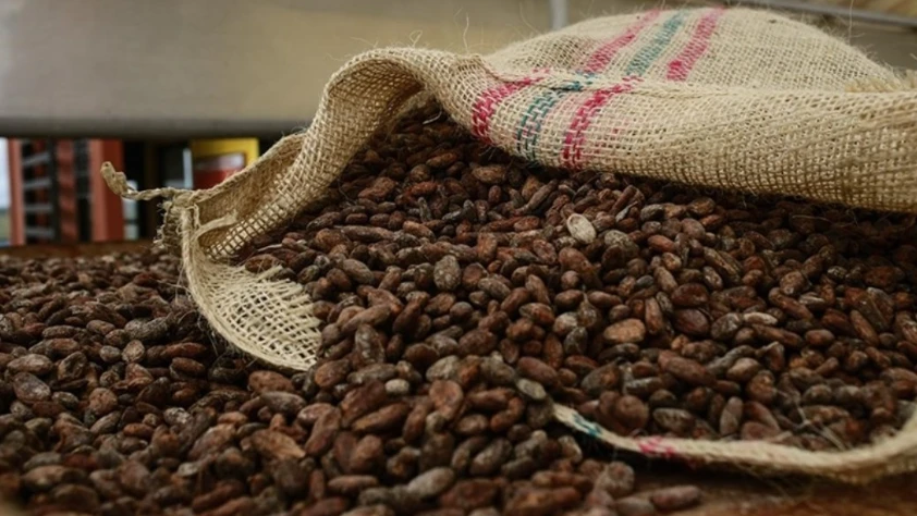 Kakao fiyatları 65 yılın en sert düşüşüne hazırlanıyor: Çikolata fiyatına yansıyacak mı?