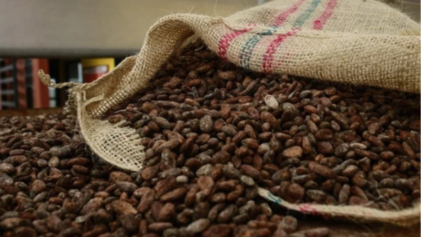 Kakao fiyatlarında sert geri çekilme: Tarihte böylesi görülmedi