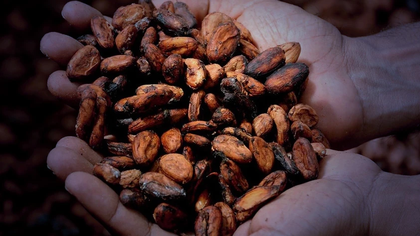 Kakao fiyatlarındaki düşüş devam ediyor: Yeni yıla da kayıpla başladı