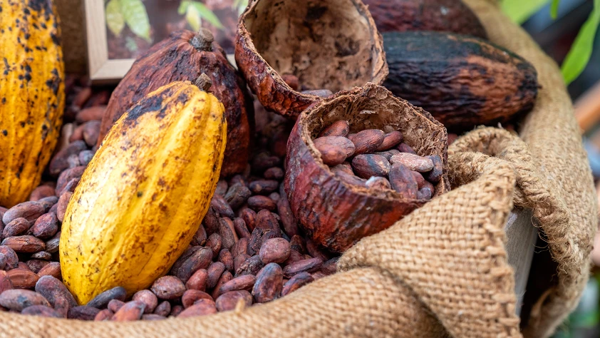 Kakao piyasası dengeleniyor