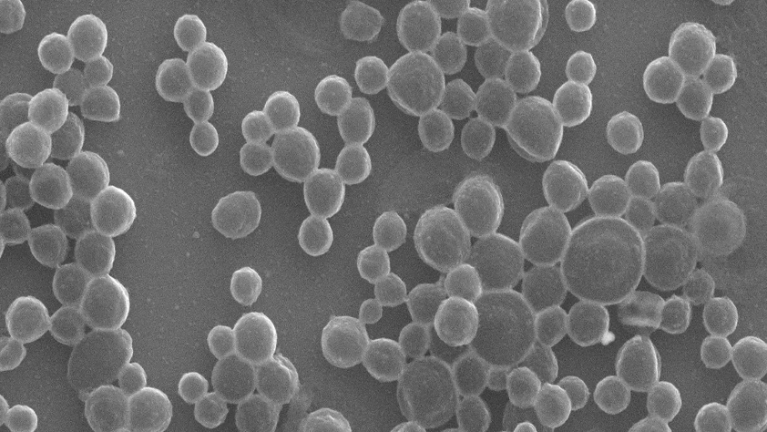 Kanser ilacını hedefine taşıyan 'mikrobaloncuk robot' geliştirildi