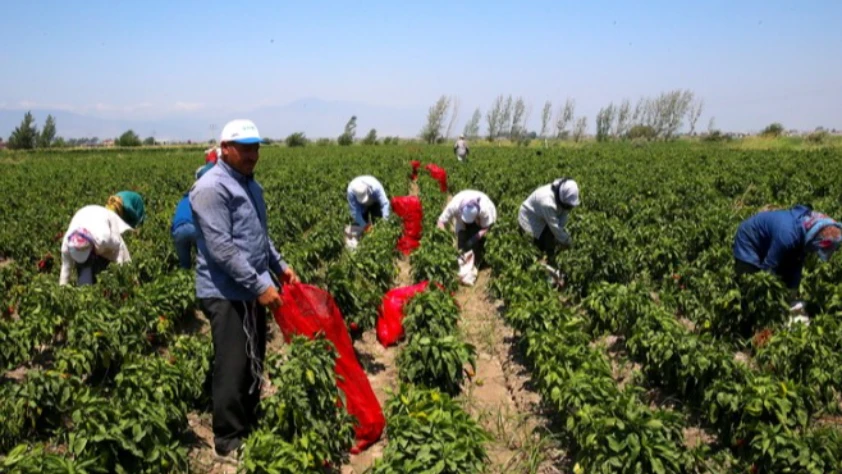 Kapya biber hasadı başladı!