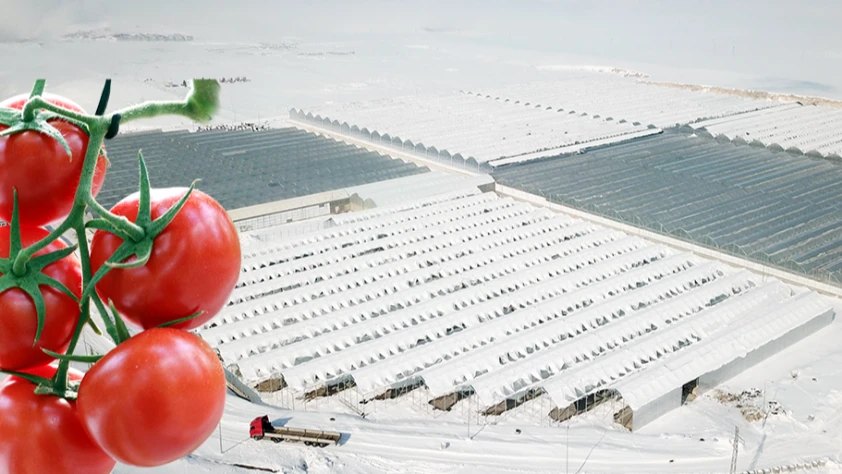 Kar altında domates yetiştiriyorlar