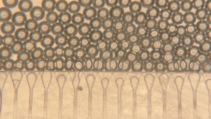 Karaciğer nakline alternatif:  Enjekte edilebilir 'Uydu karaciğerler'