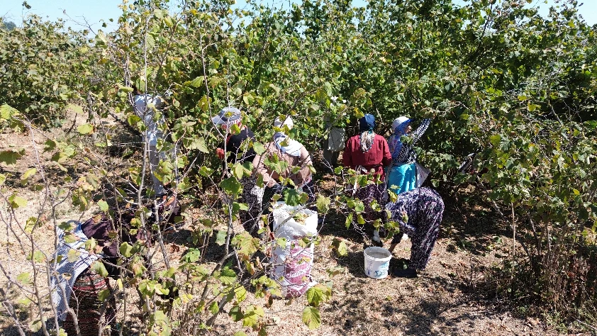 Karadeniz'de fındık hasadına devam ediliyor