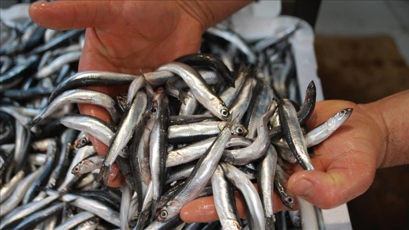 Karadeniz’de hamsi bolluğu: Satışlar artıyor