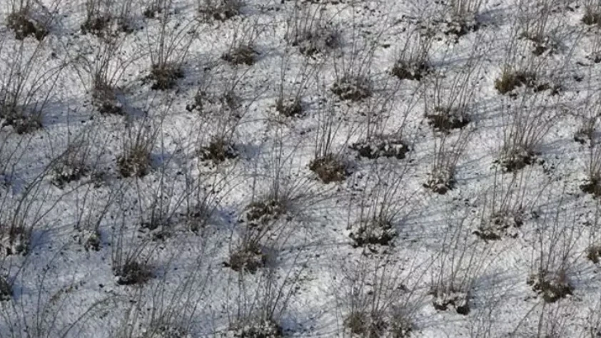 Karadeniz’de kar yağışı tarıma nefes aldırdı: Fındık ve ürünler için olumlu etki