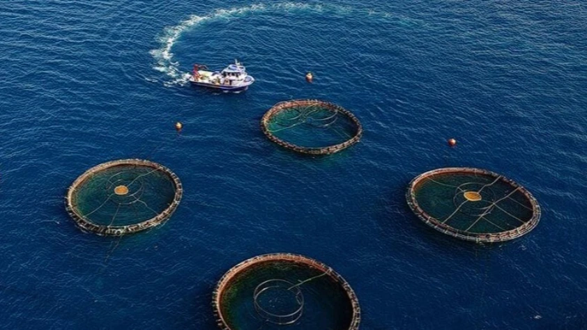 Karadeniz’den su ürünleri ihracatında güçlü artış: 85 milyon doları aştı