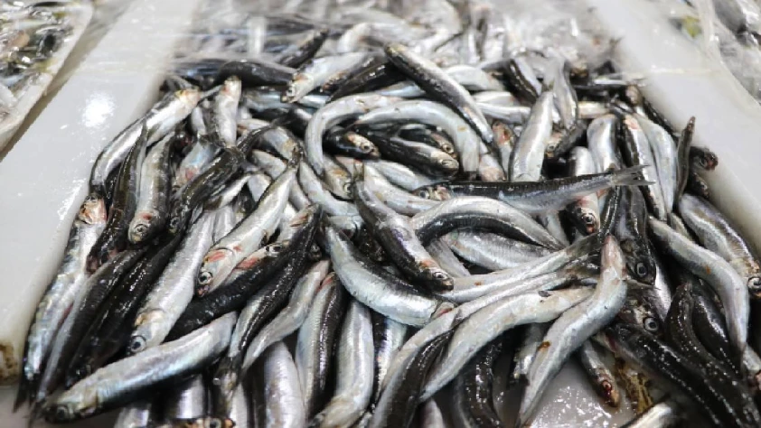 Karadeniz'in hamsisi Avrupa sofralarında: 10 ayda 12,8 milyon dolarlık ihracat