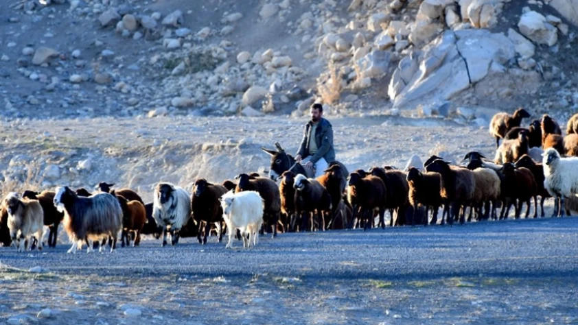 Kars yaylalarındaki göçerlerin dönüş yolculuğu sürüyor: 20 gün sürecek zorlu geçiş başladı
