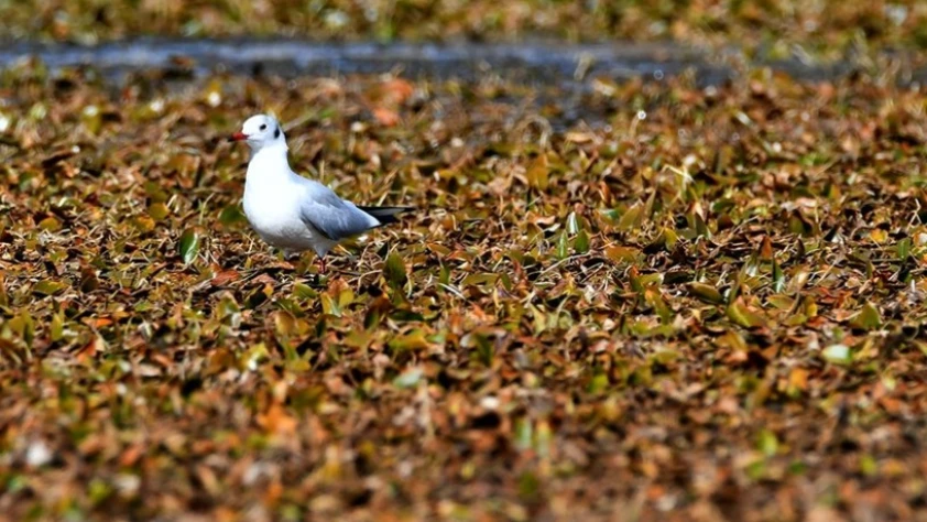 Kars'ta göçmen kuşların konakladığı Asboğa Gölü'nde su 60 metre çekildi