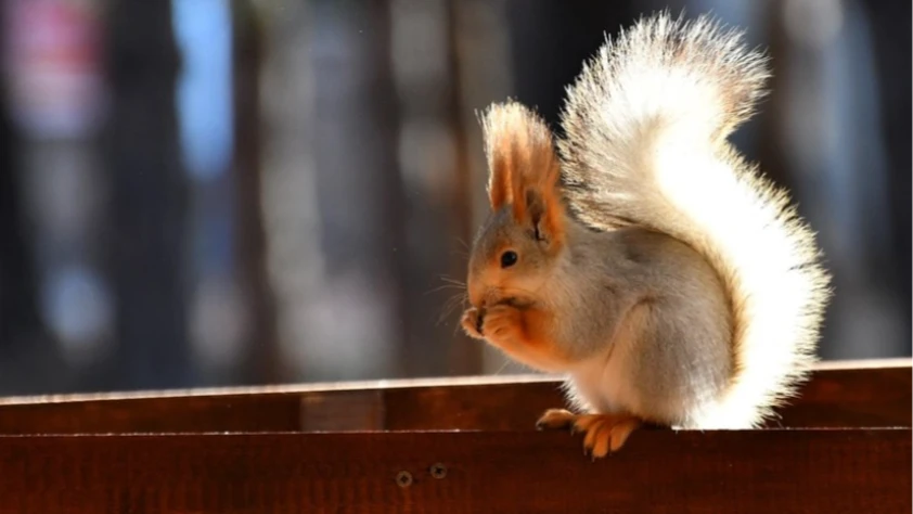 Kars'ta millet bahçesi yabani kuşlar ve sincaplarla renklendi