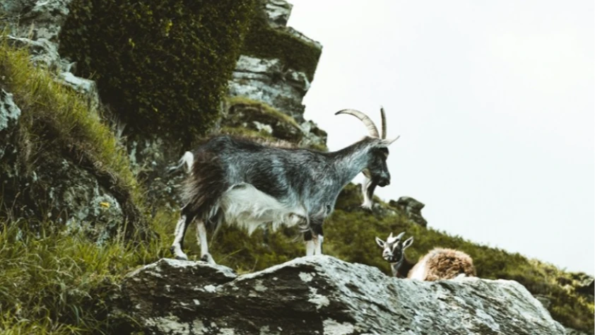 Kayseri'de yaban keçisi avlayan kişiye 953 bin lira ceza