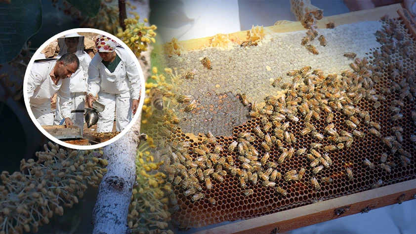 Keçiboynuzu balında hasat dönemi başladı!