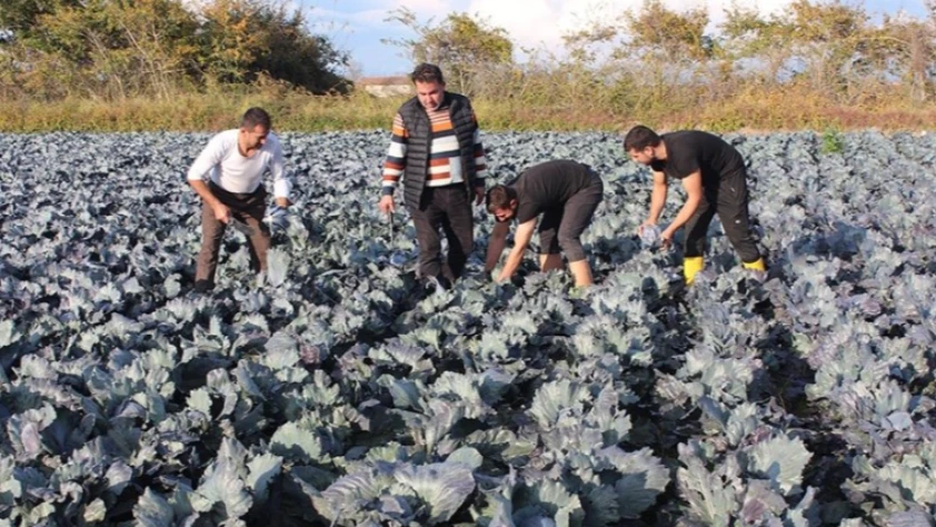 Kırmızı lahana hasadı başladı! Dekar başına 6 ton öngörülüyor