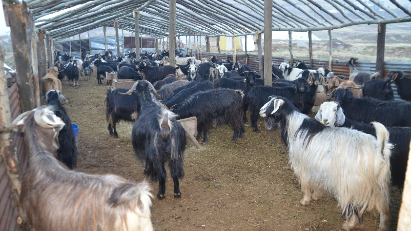 Kış geldi! Besiciler hayvanları soğuktan korumak için çadır kurdu