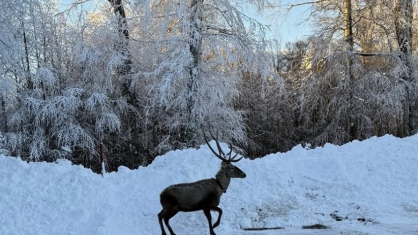 Kocaeli'de karla kaplanan yaylada gezen kızıl geyik görüntülendi