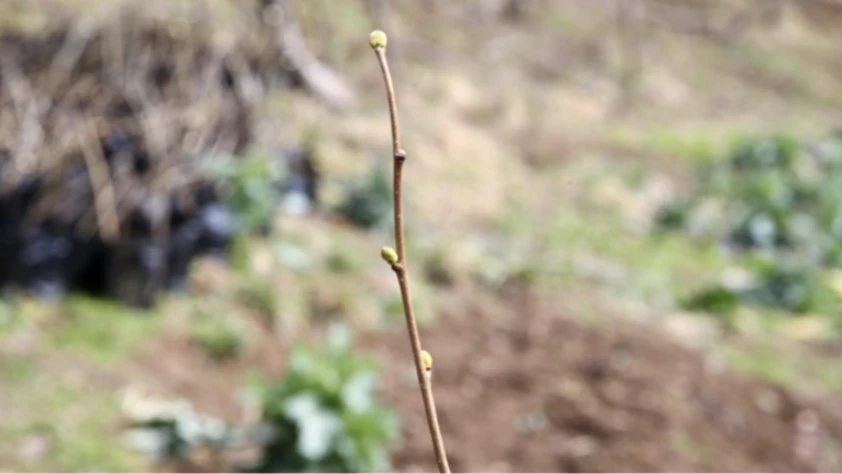 Köy kooperatifinde sertifikalı 3 bin fındık fidanı üretildi