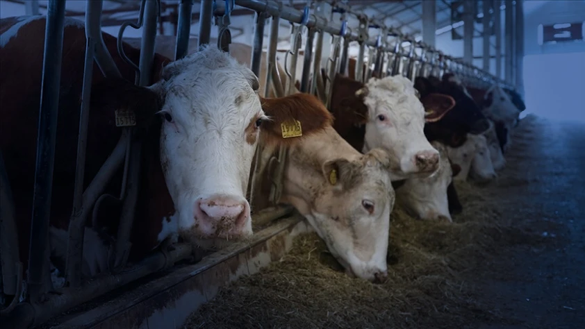 Küçük ölçekli besiciler için yeni bir adım atıldı: Gelir Garantili Besicilik Projesi başlıyor