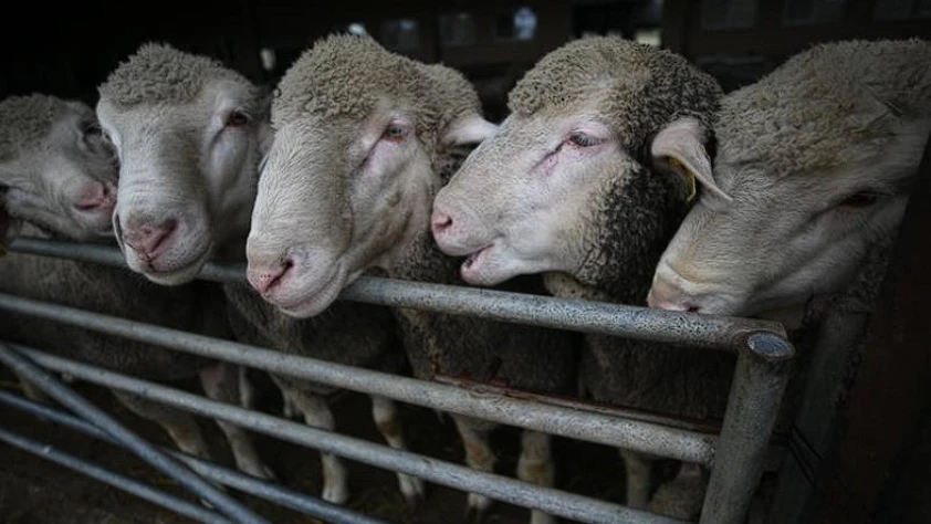 Küçükbaş hayvan desteği ne zaman verilecek? Takvim açıklandı