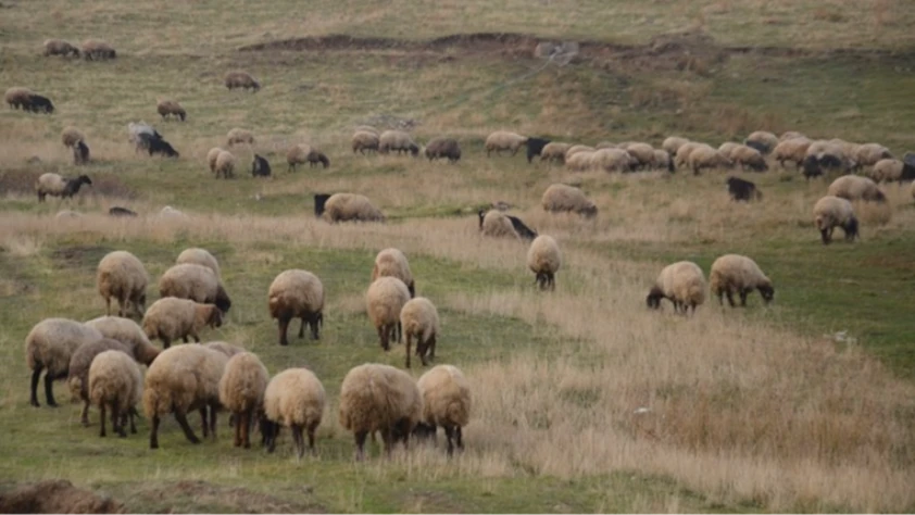 Küçükbaş hayvancılığa destek projesi yetiştiricilere can suyu olacak! Destekler genişleyebilir
