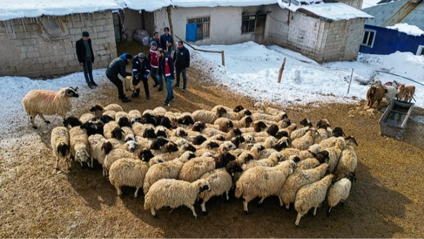 Küçükbaş hayvancılıkta devlet desteği etkisi