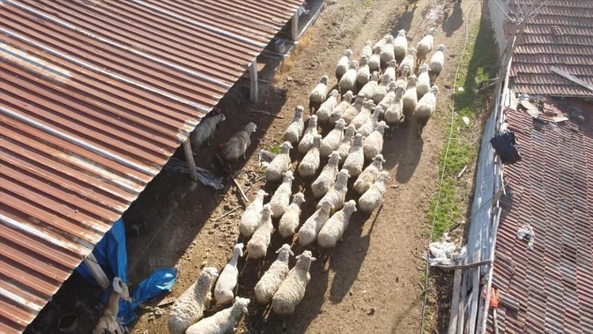 Küçükbaş üreticilerine 3,9 milyar liralık destek ödemesi bugün yapılacak