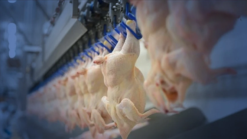 Kümes hayvancılığı verileri: Tavuk eti üretimi şubatta yıllık bazda arttı