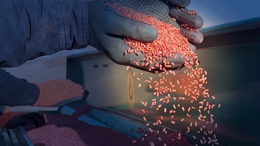 Kuraklık vurdu: Yozgat'ta buğday ekimi kasıma sarktı