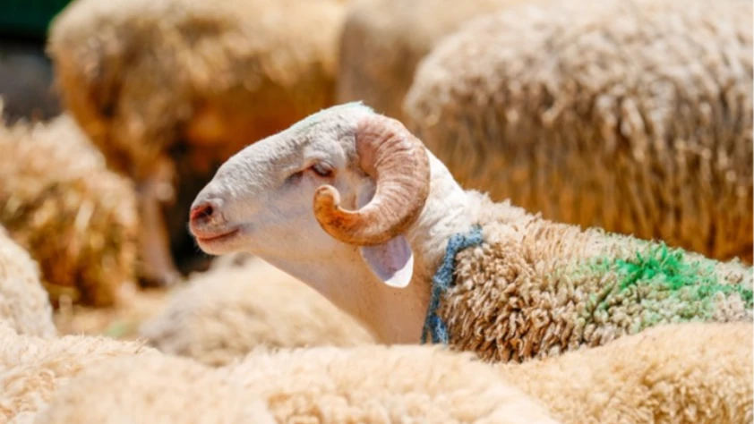 Kurban bağışları dünyada milyonlarca kişinin sofrasına ulaşacak