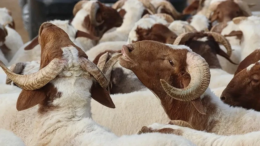 Kurban Bayramı tatili 9 gün olacak mı? Bakan Ersoy’dan bayram tatili açıklaması