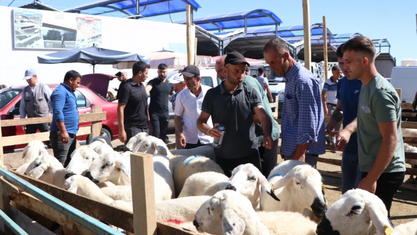 Kurban için tedbirler erkenden alındı: Kurbanlıklar 11 Mayıs'ta geliyor