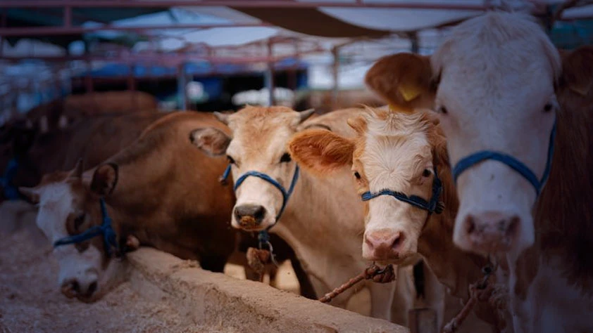 Kurban satış ve kesim yerleri için yeni kurallar: Tedbirler artırıldı