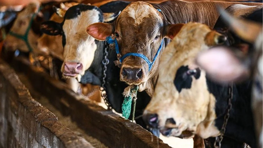 Kurbanlık alacaklar dikkat: Hayvan seçiminden etin dinlenmesine kadar püf noktaları