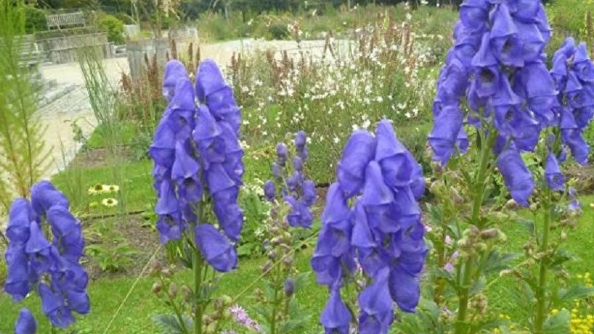 Kurtboğan bitkisinden yaralı karınca taklidi Kurtboğan bitkisinden yaralı karınca taklidi