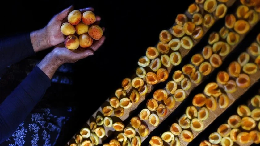 Kuru kayısı ihracatında ilk çeyrek verileri açıklandı! En önemli pazar ABD