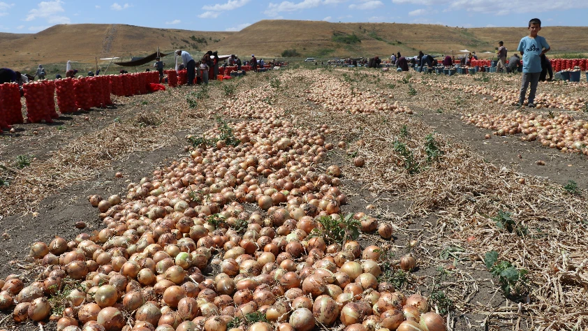 Kuru soğan hasadı başladı