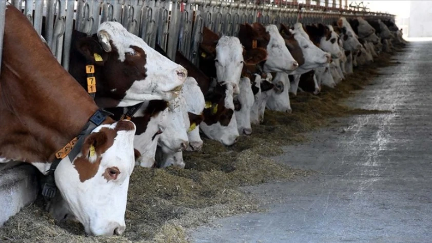 Malatya'da kapatılan hayvan pazarı açıldı