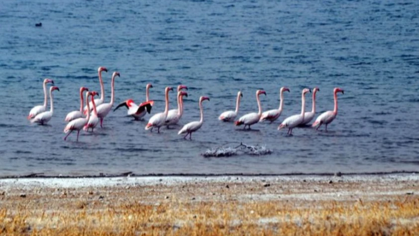Manyas Kuş Cenneti görenleri büyülemeye devam ediyor! Turistlerin akınına uğradı