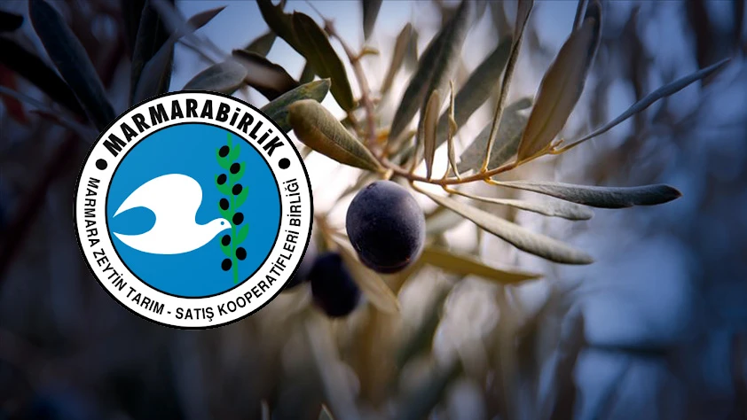 Marmarabirlik ürün alım fiyatlarını açıkladı! Yağlık zeytin 53 TL