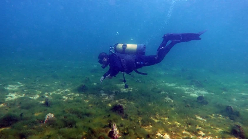 Marmara'daki müsilajla mücadeleye pina ve deniz çayırları desteği