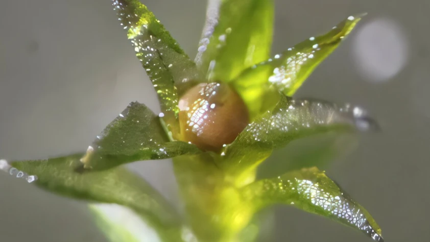 Mars'ta tarıma bir adım daha: Yosun sporları uzayda 9 ay yaşadı