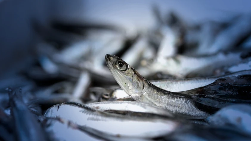 Martta İstanbul'da balık satış hacmi 4 bin 231 tona ulaştı