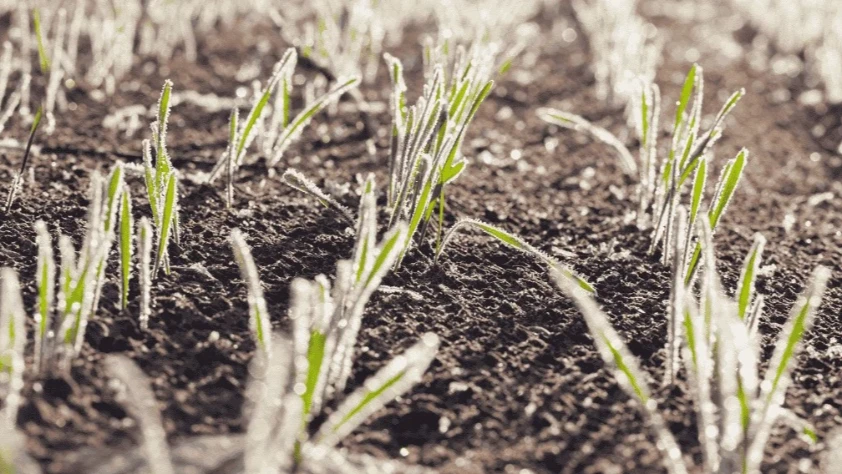 Meteoroloji Marmara Bölgesi için gün verdi! Zirai don olabilir